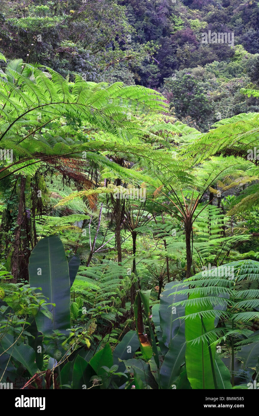 Caraïbes, St Lucia, des sentiers de forêt tropicale, Cartier Banque D'Images