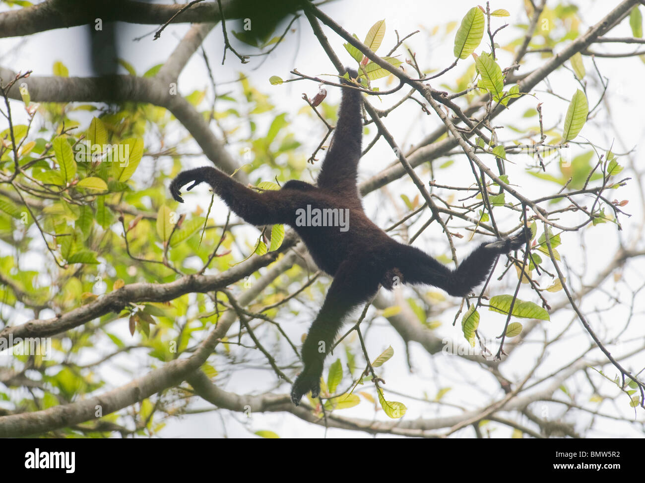 Western Hoolock Hoolock hoolock (Gibbons) Gibbon Wildlife Sanctuary, Assam, Inde - WILD Banque D'Images