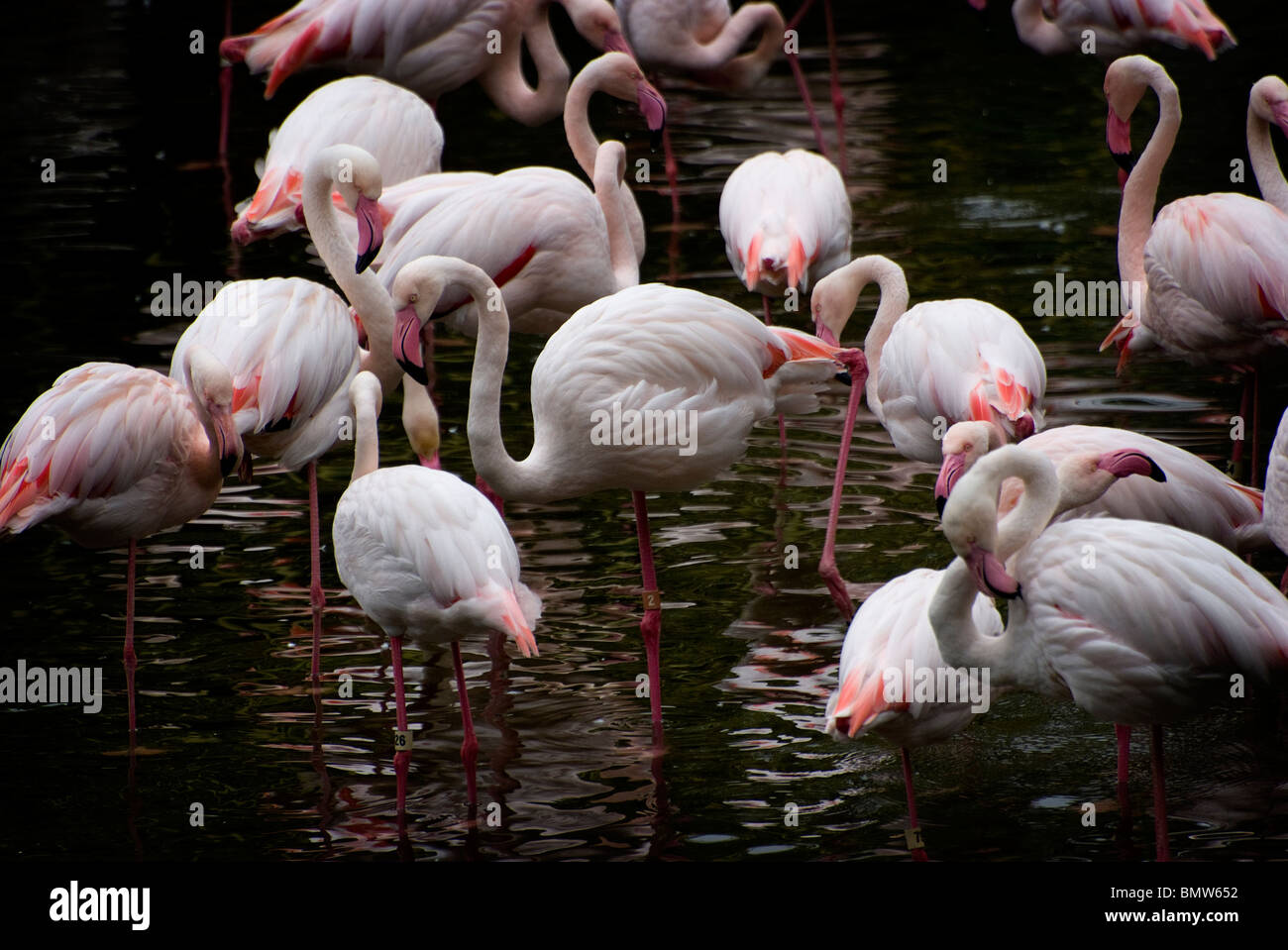 Plus de flamants roses vu pataugeant au Hong Kong jardins zoologique et botanique et parc dans le quartier de Kowloon. Banque D'Images