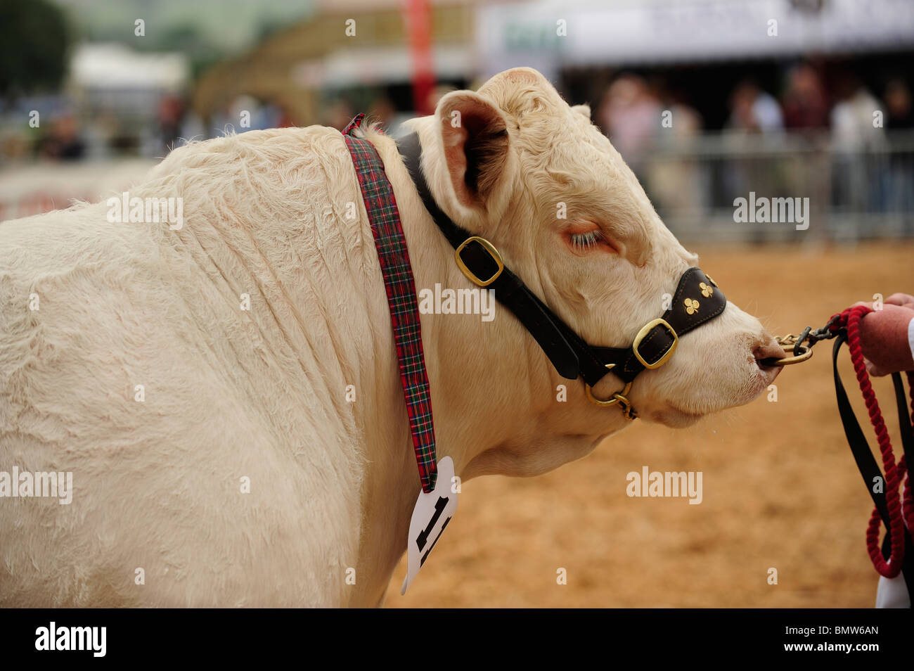 Les bovins charolais bull à un show en UK Banque D'Images