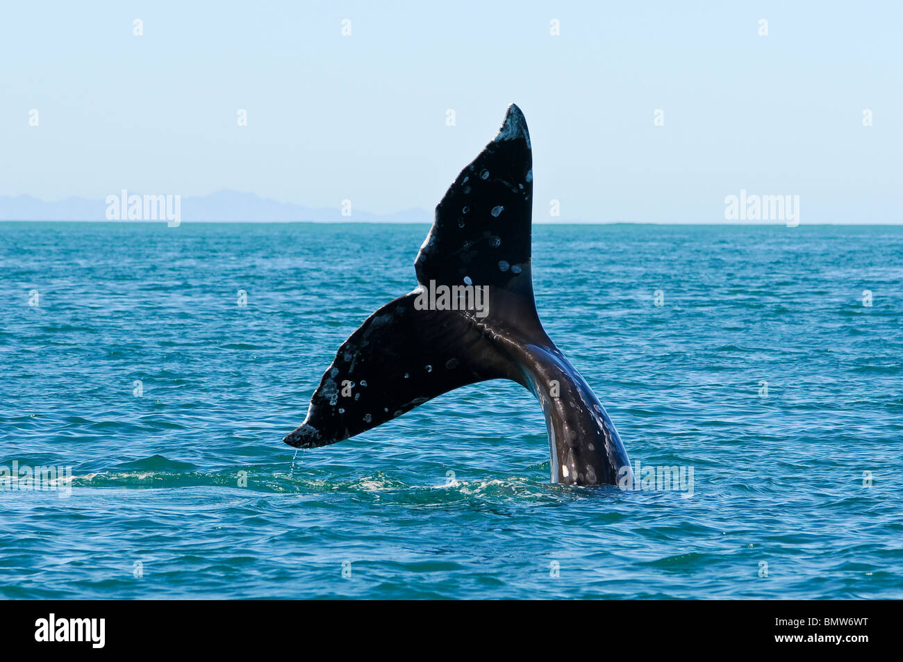 Baleine grise dans le lagon, Guerrero Negro, Mexique Banque D'Images