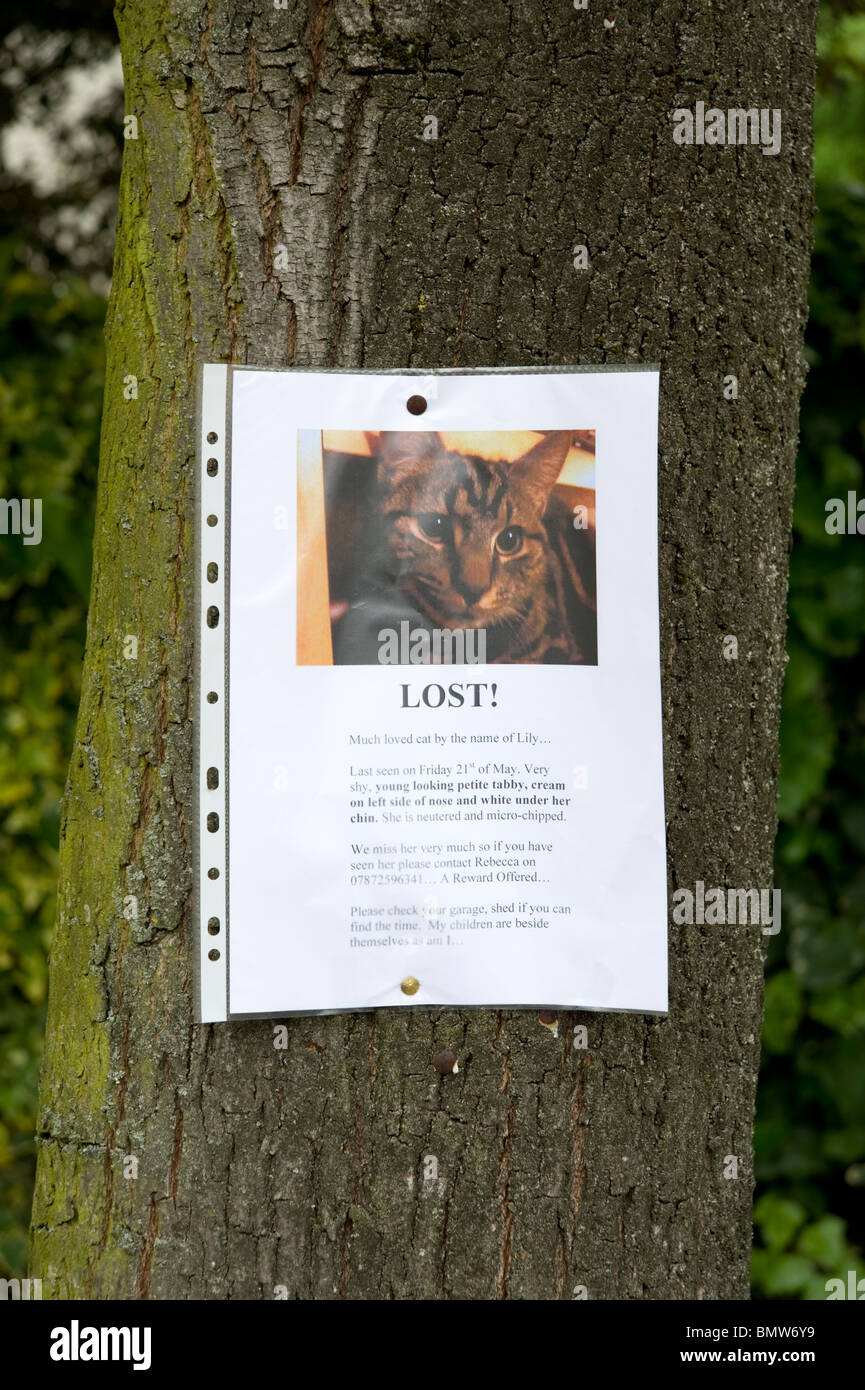 Signe manquant attaché à l'arbre pour le chat perdu, Royaume-Uni Banque D'Images