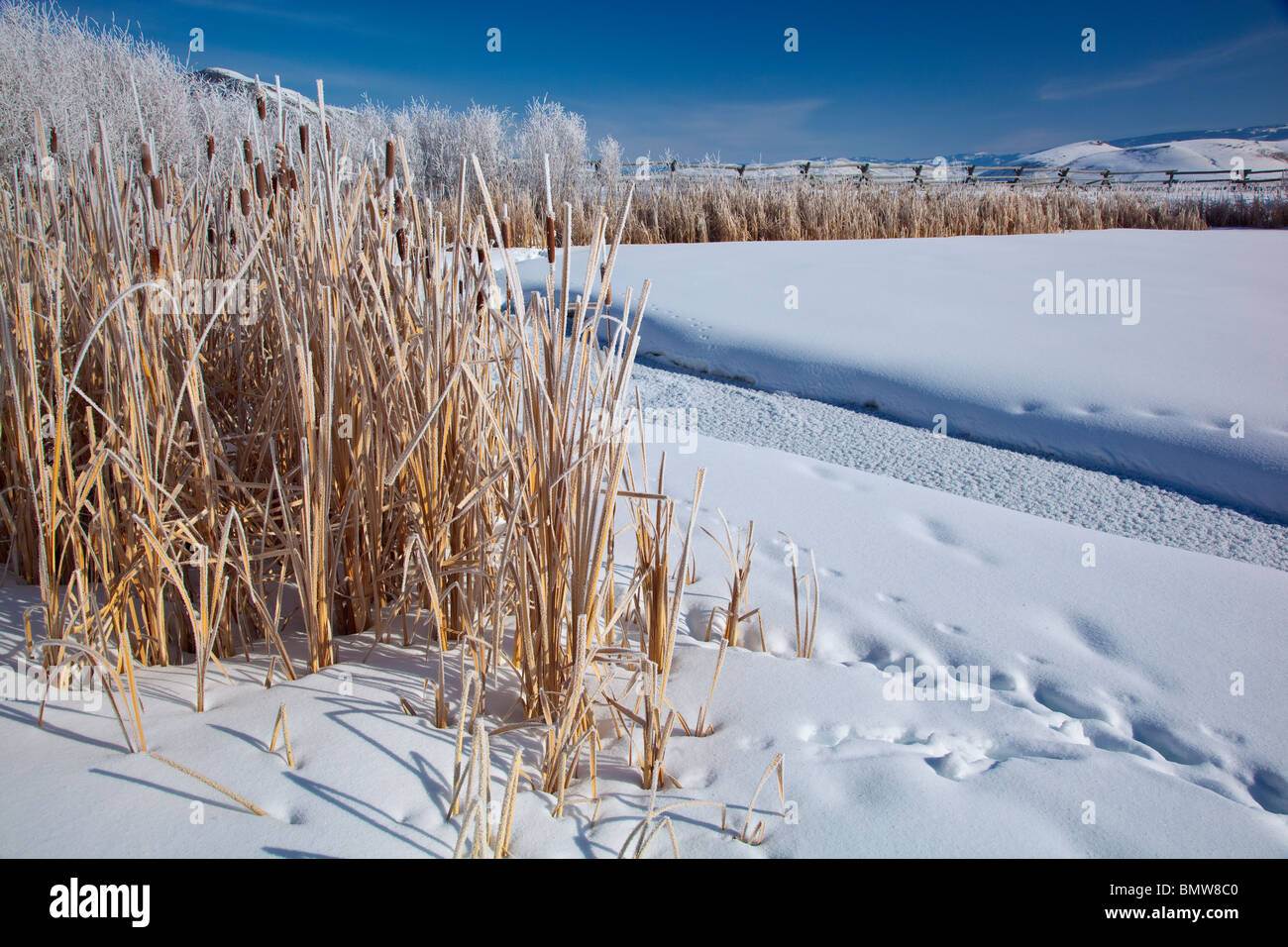 Jackson Hole, Wyoming L'hiver la lumière du matin sur la queue de chat dépoli près de Flat Creek dans le National Elk Refuge Banque D'Images