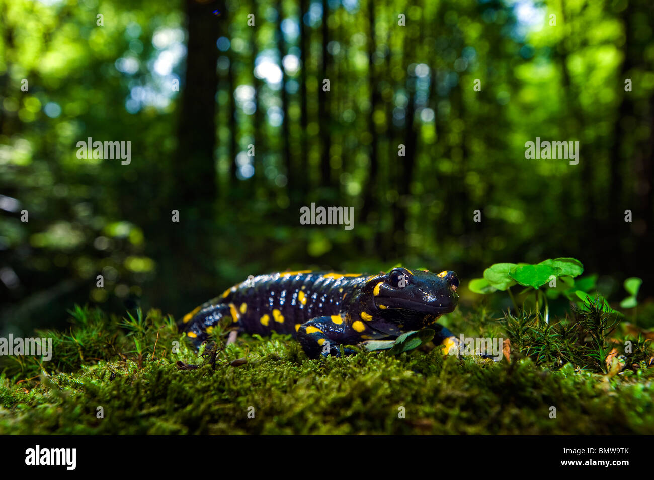 Firesalamander fire salamander dans nature Salamandra salamandra vrai alpin libre fermer jusqu'en forêt de mousse MACRO MAKRO ambiance Banque D'Images