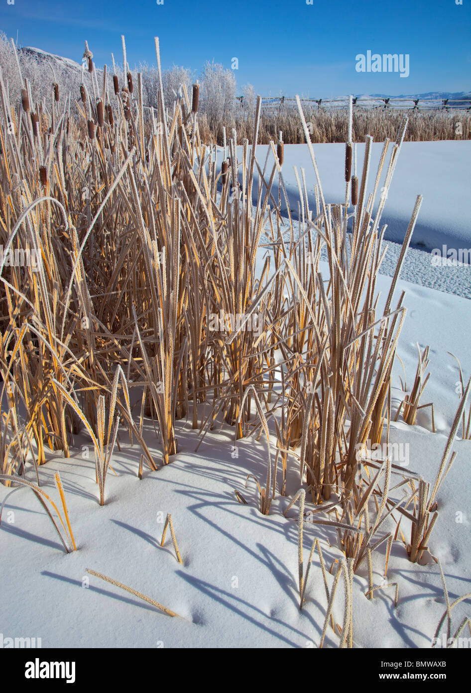 Jackson Hole, Wyoming L'hiver la lumière du matin sur la queue de chat dépoli près de Flat Creek dans le National Elk Refuge Banque D'Images