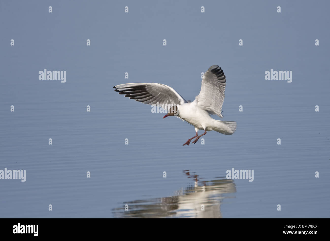 Mouette à tête noire ARRIVANT SUR LA TERRE Banque D'Images