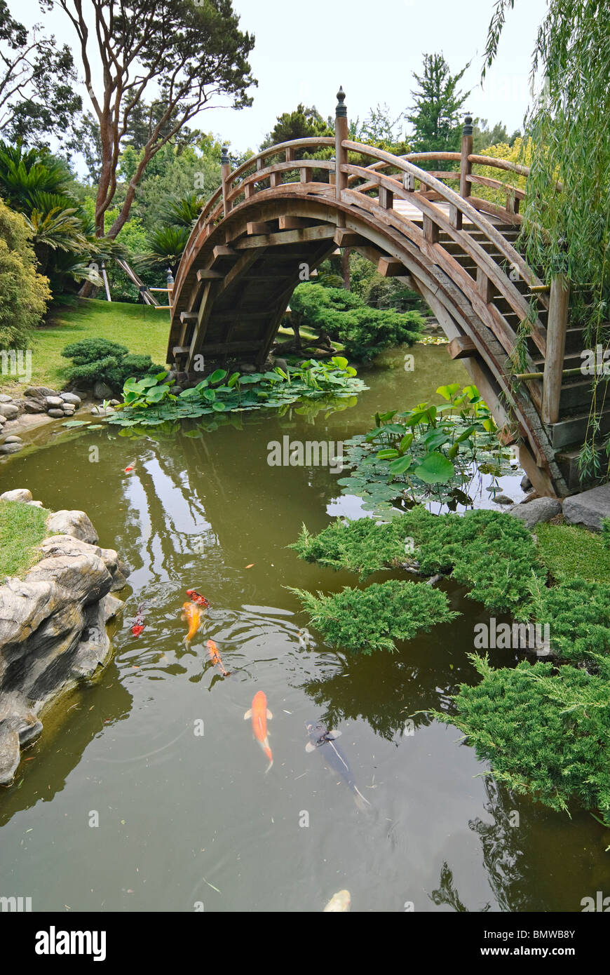 Jardin japonais avec pont de lune et Lotus étang avec des poissons Koi. Banque D'Images