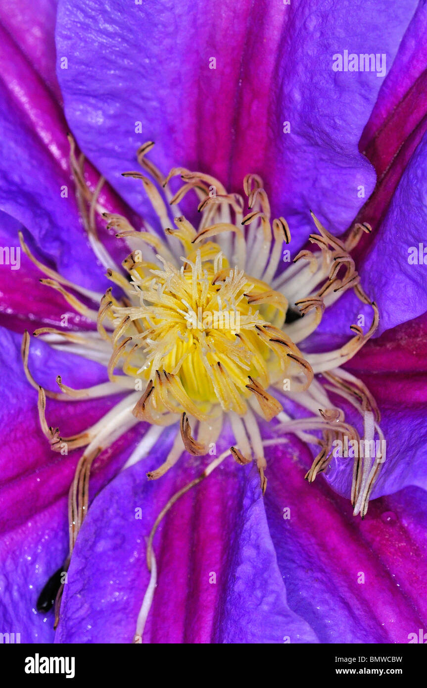 Libre de Clematis Flower Banque D'Images