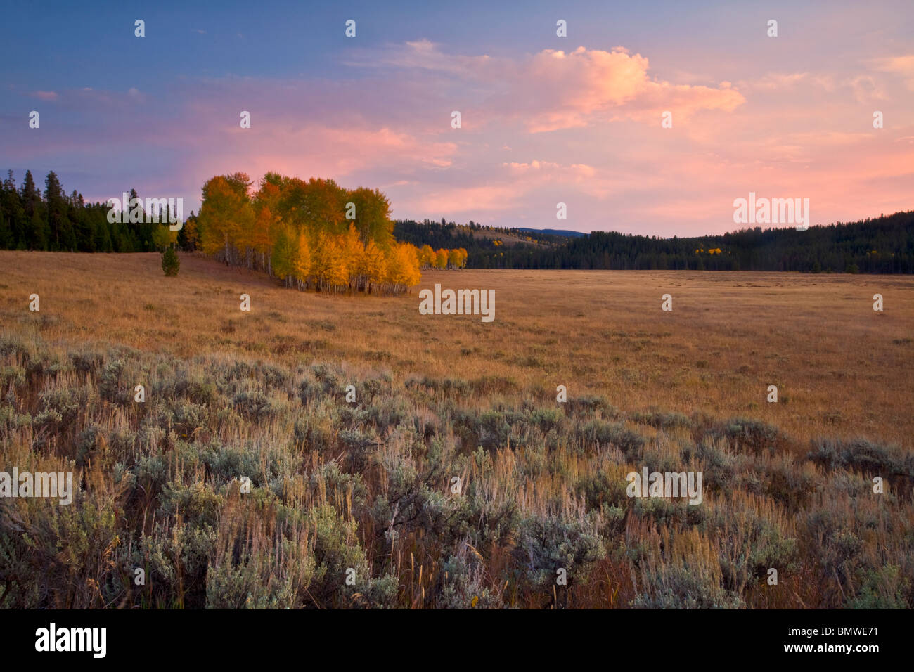 Parc National de Grand Teton, Wyoming couleur Coucher de ciel au-dessus de aspen grove à Buffalo Meadows, Snake River valley Banque D'Images