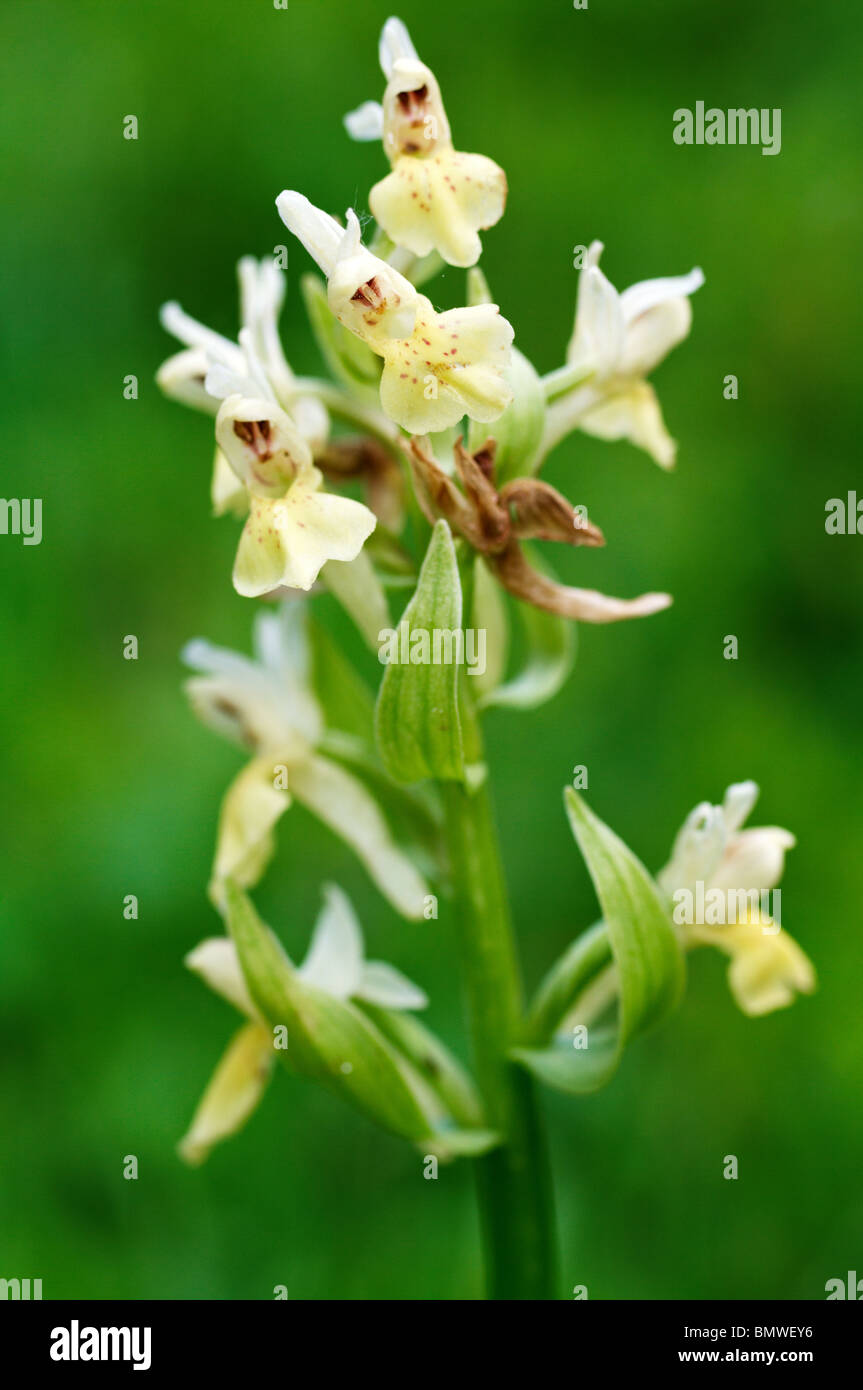 La fleur orchidée, Dactylorhiza sambucina Banque D'Images