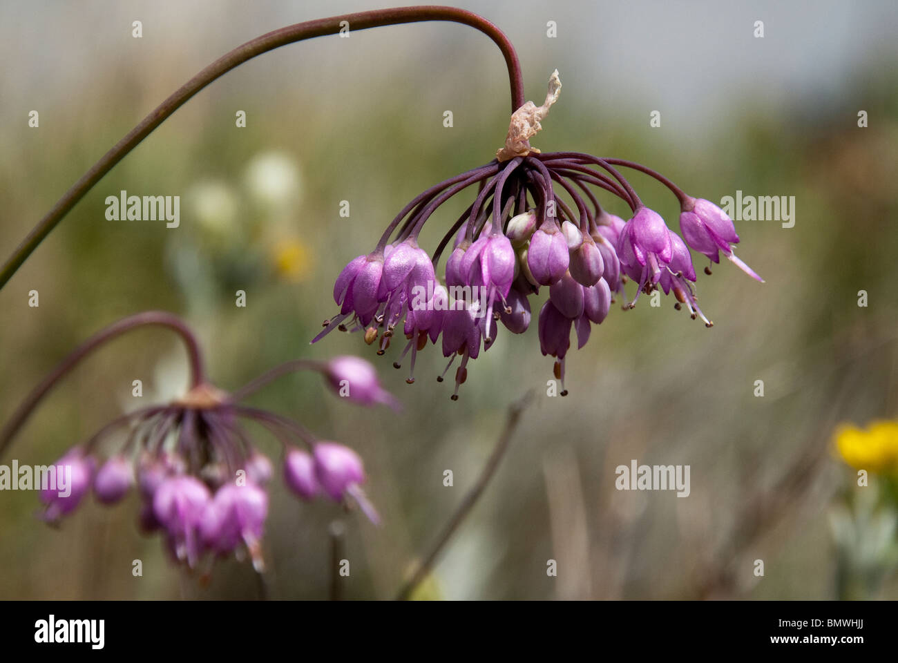 L'Oignon Allium cernuum signe Sangre de Cristo désert Colorado USA Banque D'Images