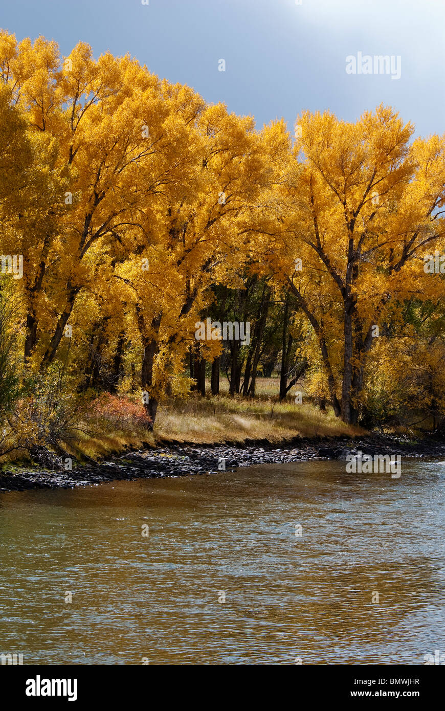 Peupliers Populus fremontii Rio Grande Rio Grande Comté Colorado USA Banque D'Images