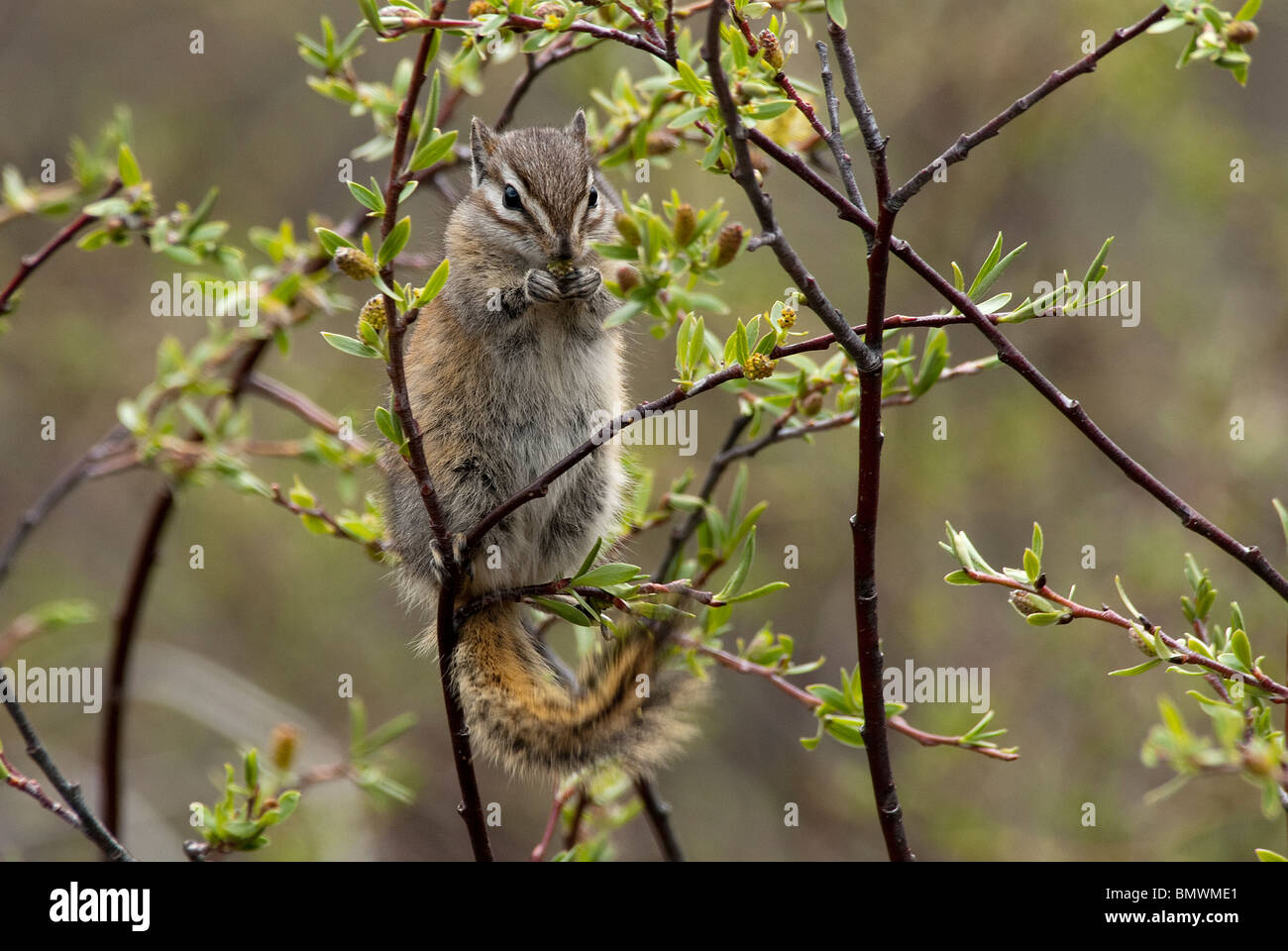 Le Tamia mineur Tamias minimus Hinsdale Comté Colorado USA Banque D'Images