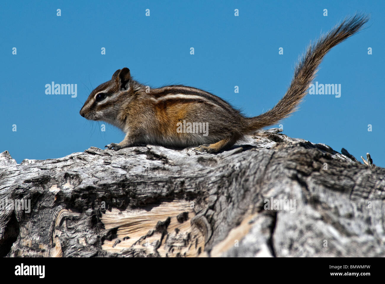 Le Tamia mineur Tamias minimus sur Bristlecone Pine snag Rio Grande Forêt nationale Colorado USA Banque D'Images