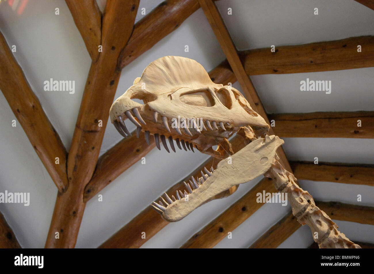 Dilophosaurus wetherilli --grand dinosaure carnivore trouvé sur le Plateau du Colorado, de la période jurassique Banque D'Images
