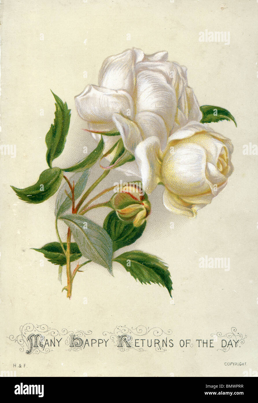 Carte D Anniversaire Les Roses Blanches Photo Stock Alamy Carte D Anniversaire Les Roses Blanches Photo Stock Alamy