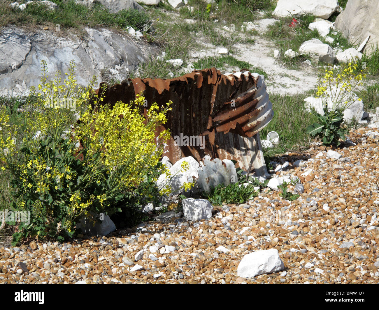 Beach et de fleurs d'ordure Banque D'Images