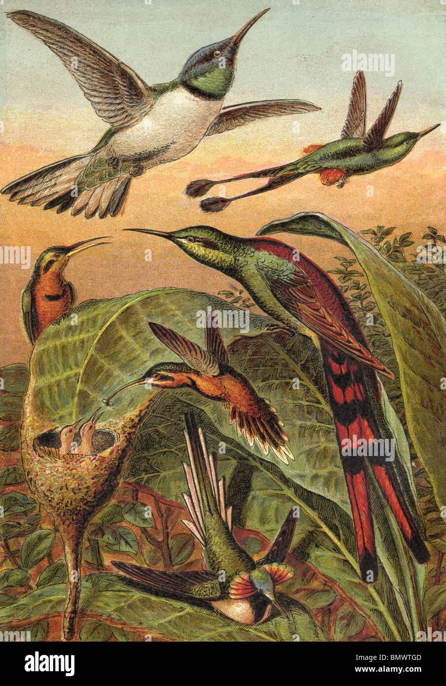 Colibris Banque D'Images