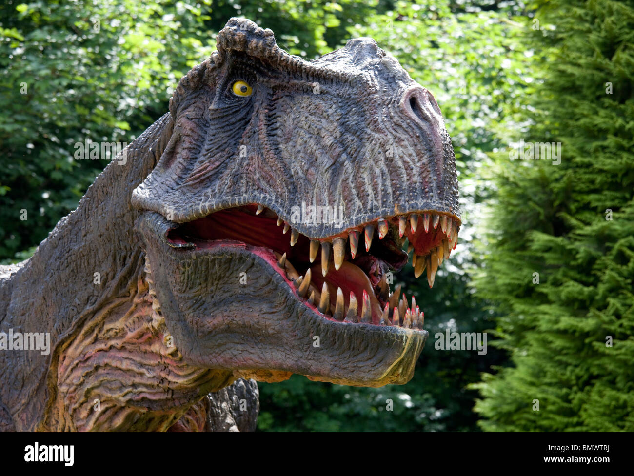 Close up chef de Tyrannosaurus rex une therpod carnivores Wildlife Park Combe Martin Devon UK Banque D'Images