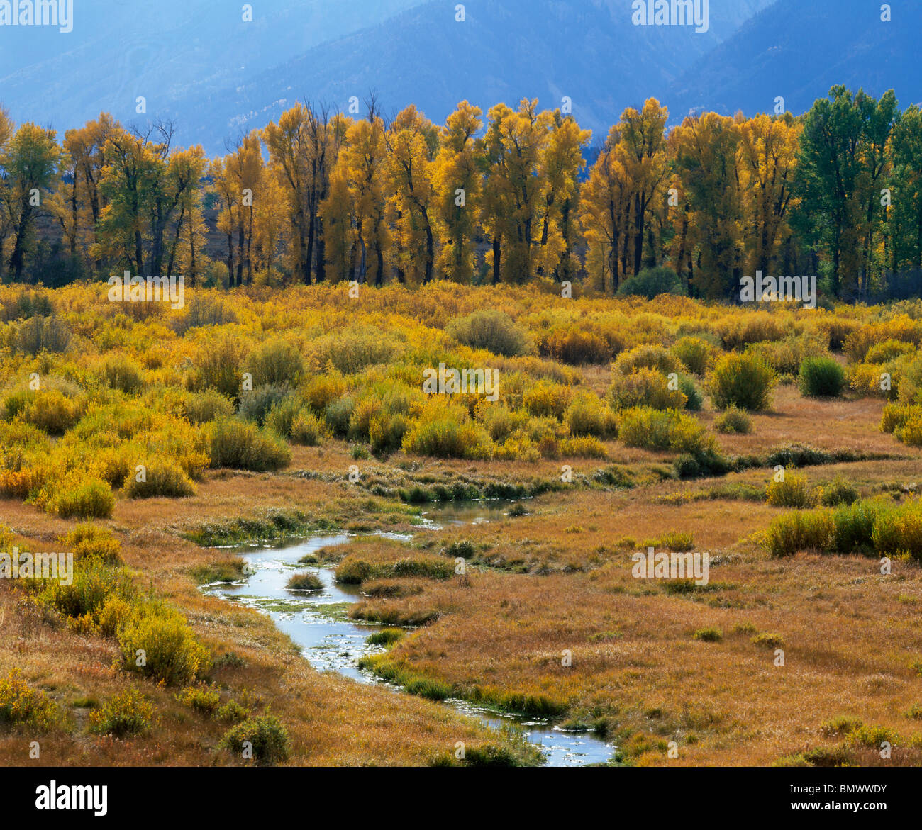 Parc National de Grand Teton, Wyoming : flux passe par un pré herbeux à étangs Blacktail Banque D'Images