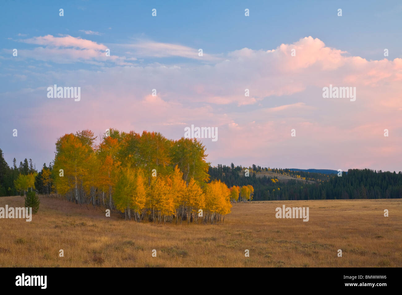 Parc National de Grand Teton, Wyoming couleur Coucher de ciel au-dessus de aspen grove à Buffalo Meadows, Snake River valley Banque D'Images