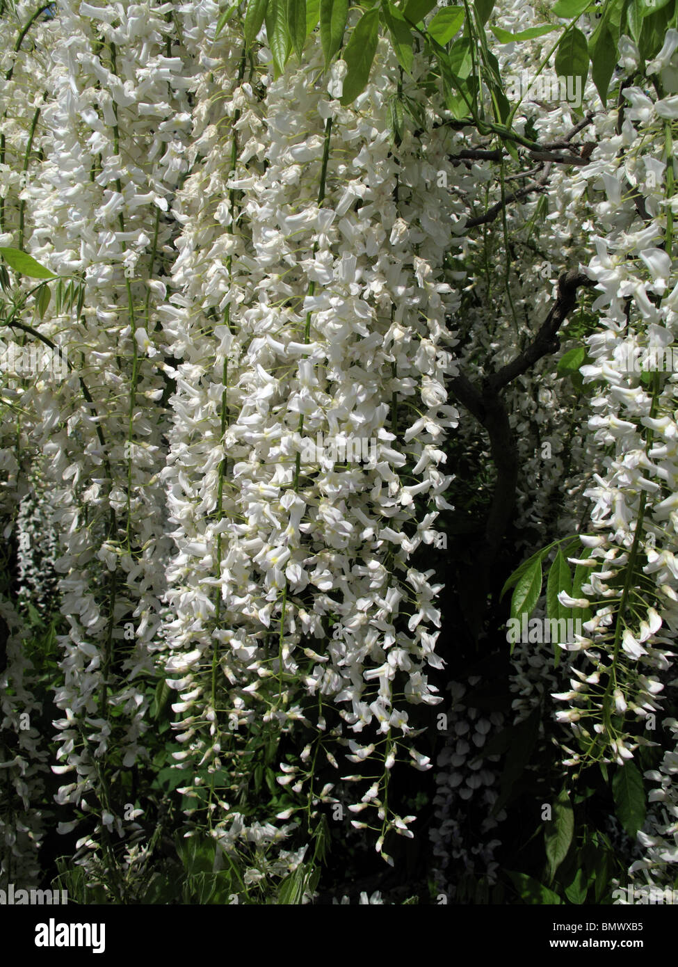 Les fleurs de glycine blanche Banque D'Images