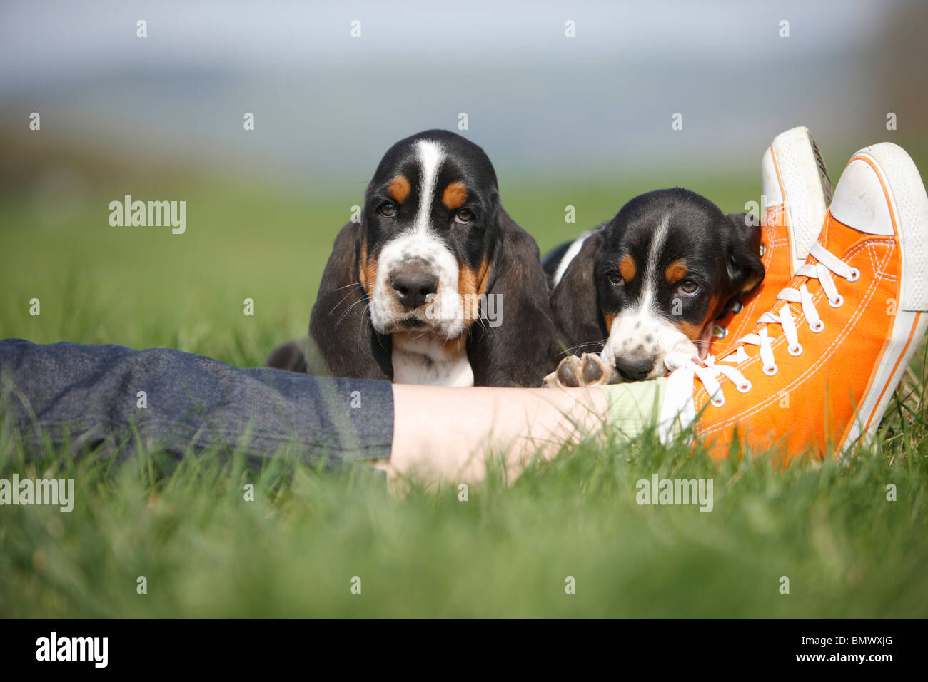 Basset Hound (Canis lupus f. familiaris), deux chiots 8 semaines couchée dans un pré au pied d'une personne qui porte de sport orange Banque D'Images