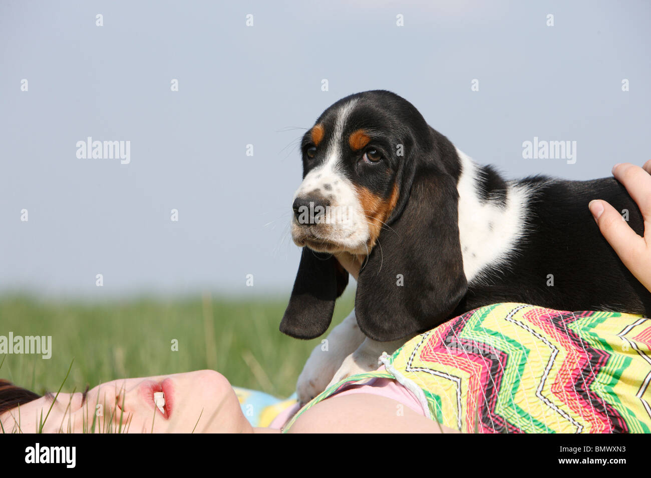 Basset Hound (Canis lupus f. familiaris), 8 semaines vieux chiot couché sur une fille dans un pré, Allemagne Banque D'Images