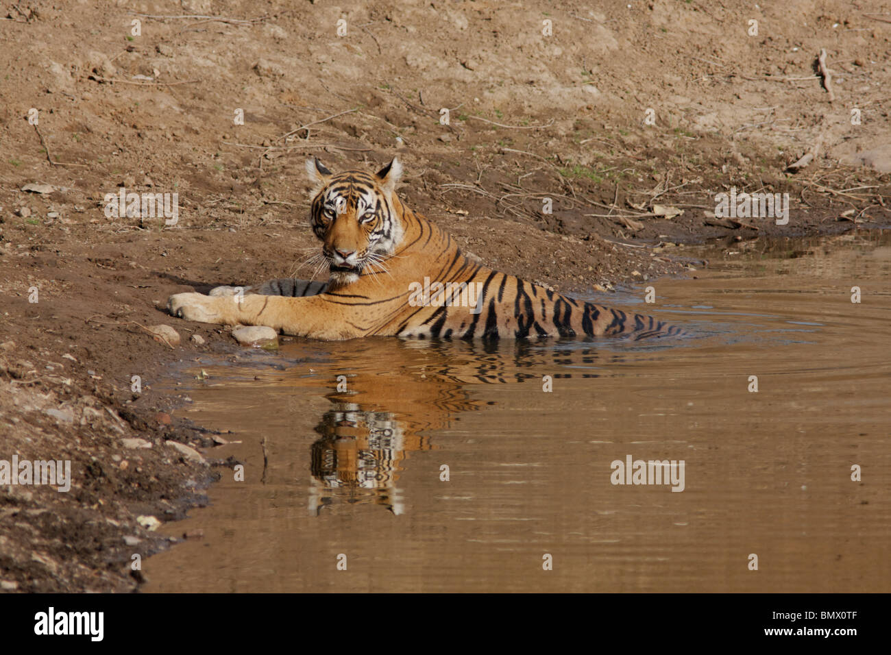 Un tigre du Bengale de refroidissement dans les étés à la Réserve de tigres de Ranthambore, le Rajasthan en Inde. (Panthera tigris) Banque D'Images