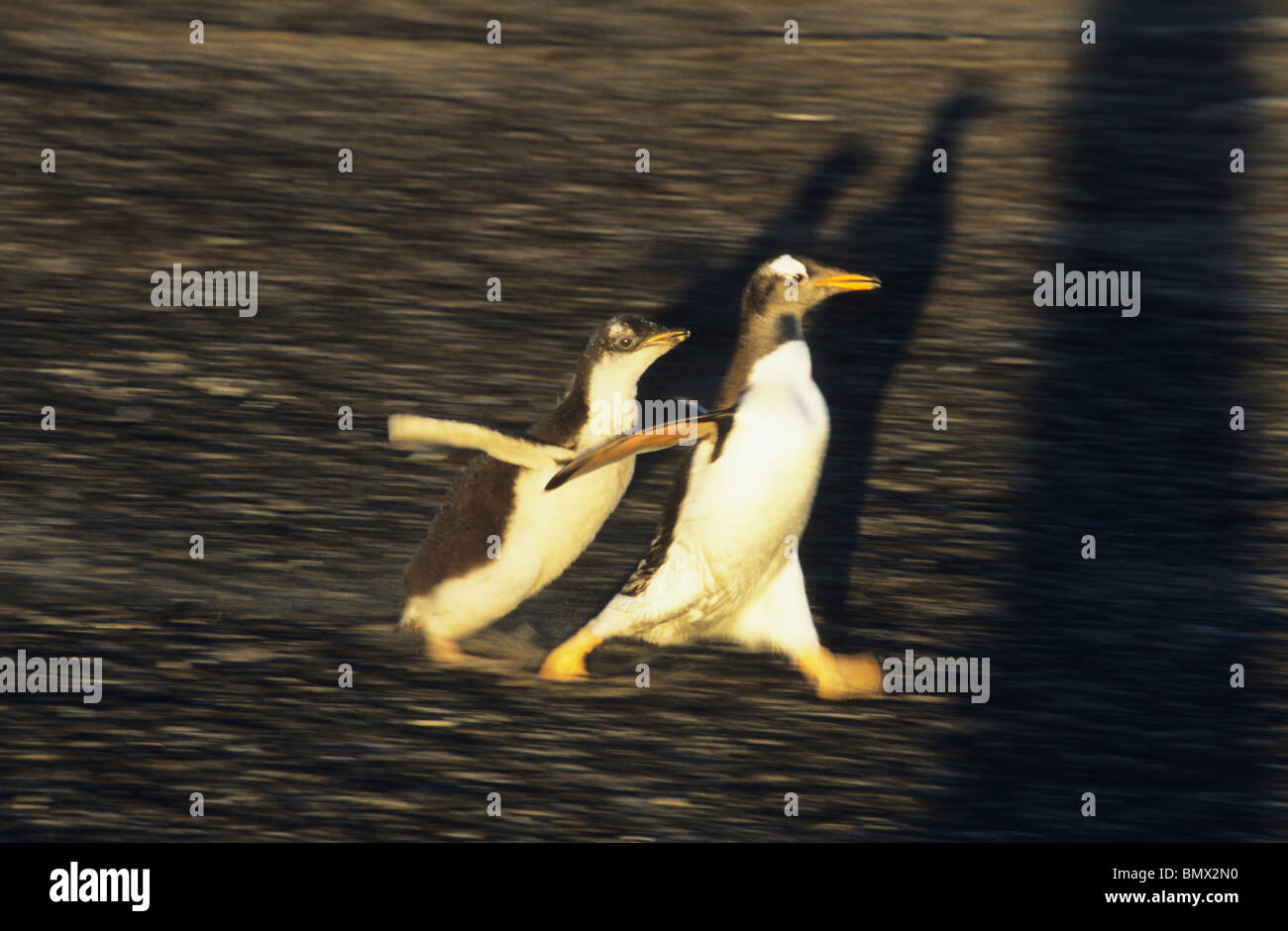 Gentoo pingouin, (Pygoscelis papua), de l'alimentation chase, Sea Lion Island, îles Falkland. Banque D'Images