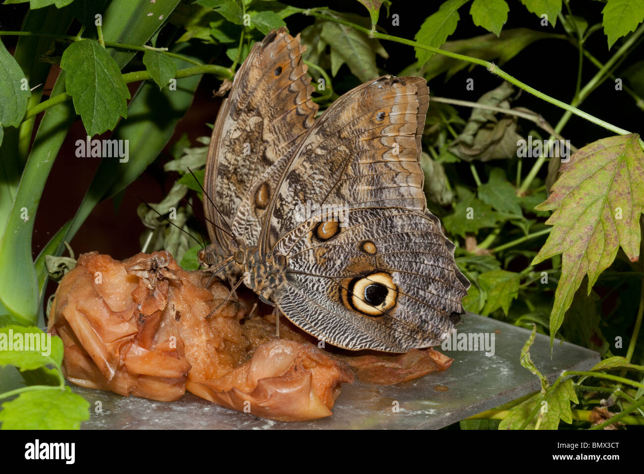 Les papillons se nourrissent de fruits pourris Wildlife Park Combe Martin Devon UK Banque D'Images