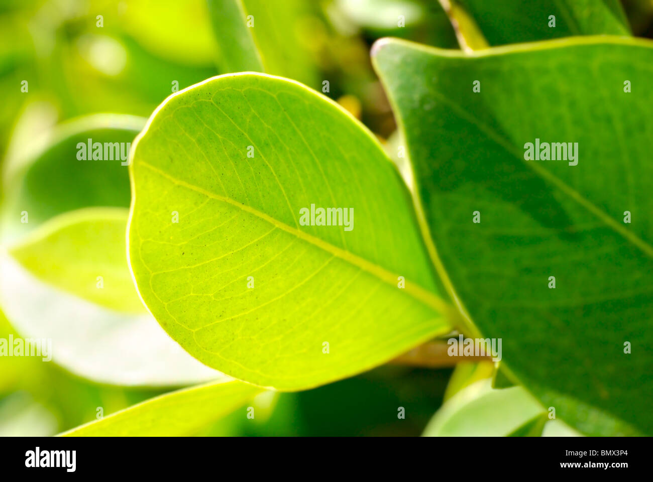 Photo gros plan de feuillage riche Banque D'Images