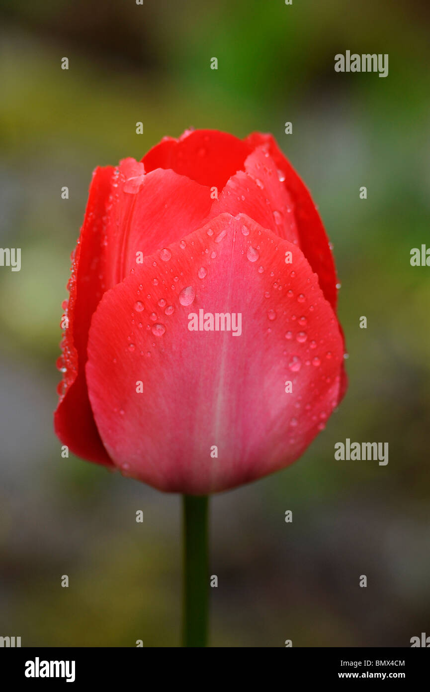 Gouttes de pluie sur la fleur tulipe rouge Banque D'Images