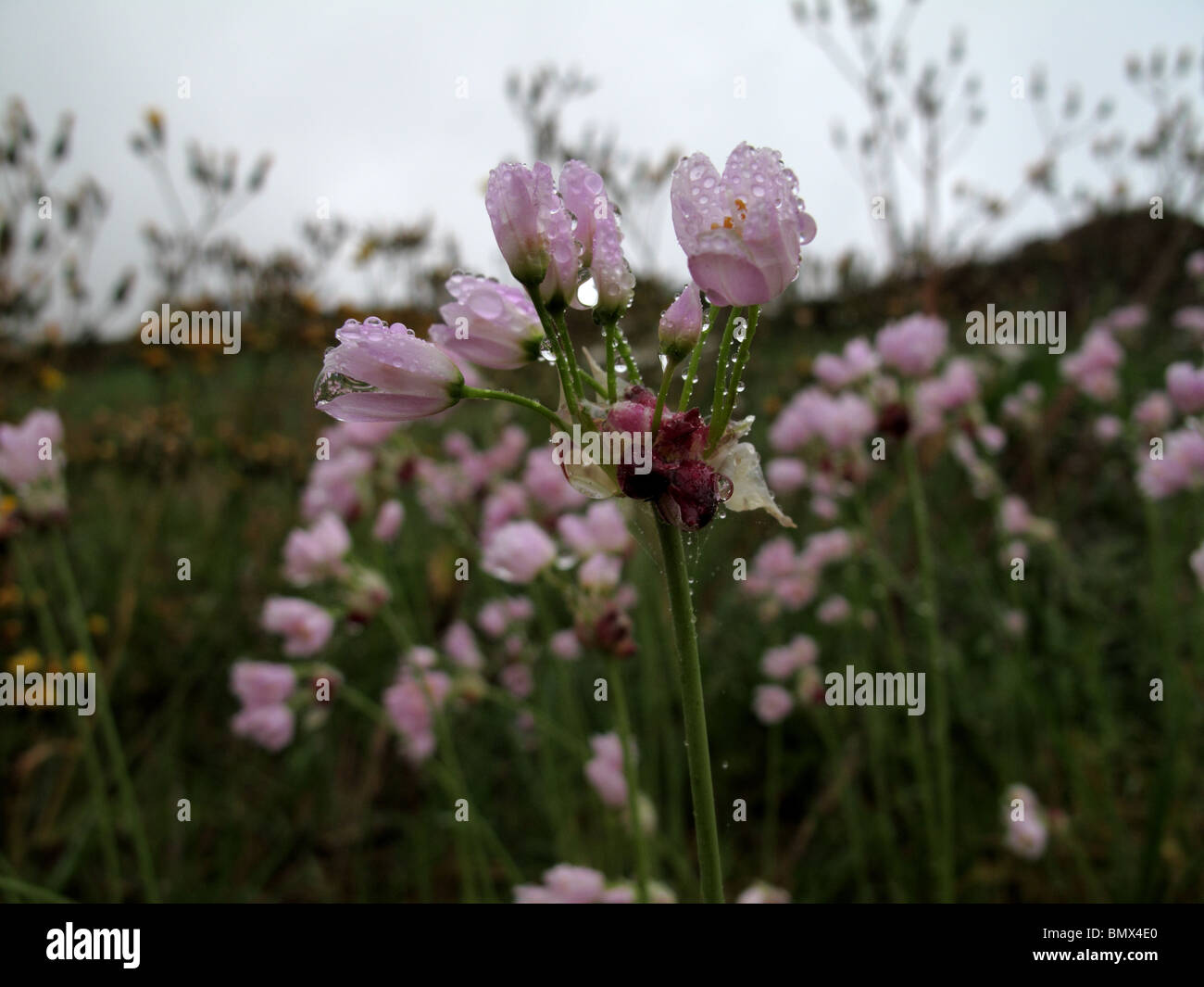 Oignon sauvage (Crow) ail (Allium vineale) Banque D'Images
