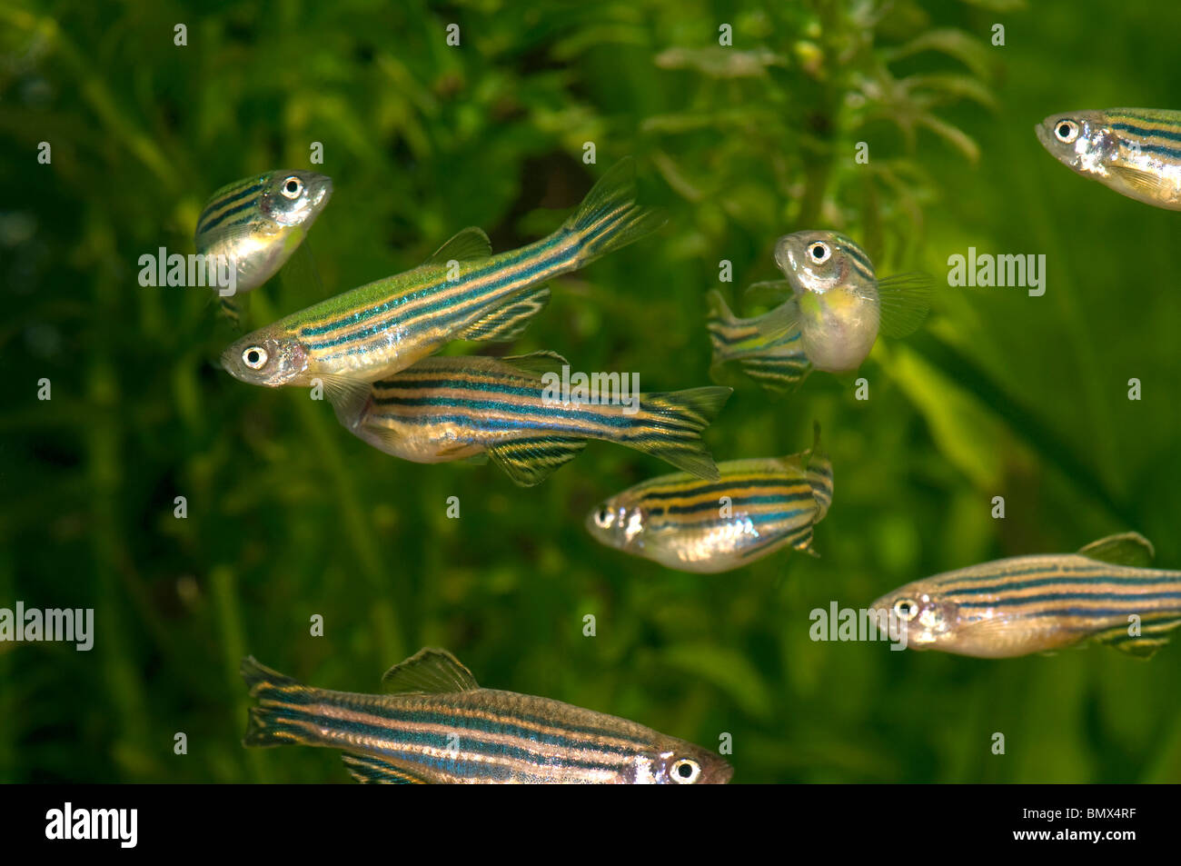 Zèbres, poisson zèbre (Brachydanio rerio, Danio rerio), swarm dans un aquarium. Banque D'Images