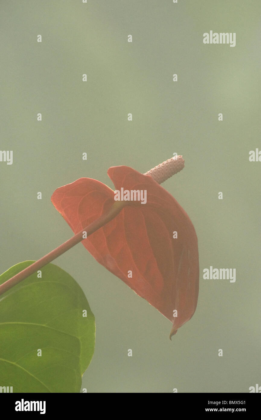 Anthurium dans Sex & forêt tropicale humide créé dans une serre Banque D'Images