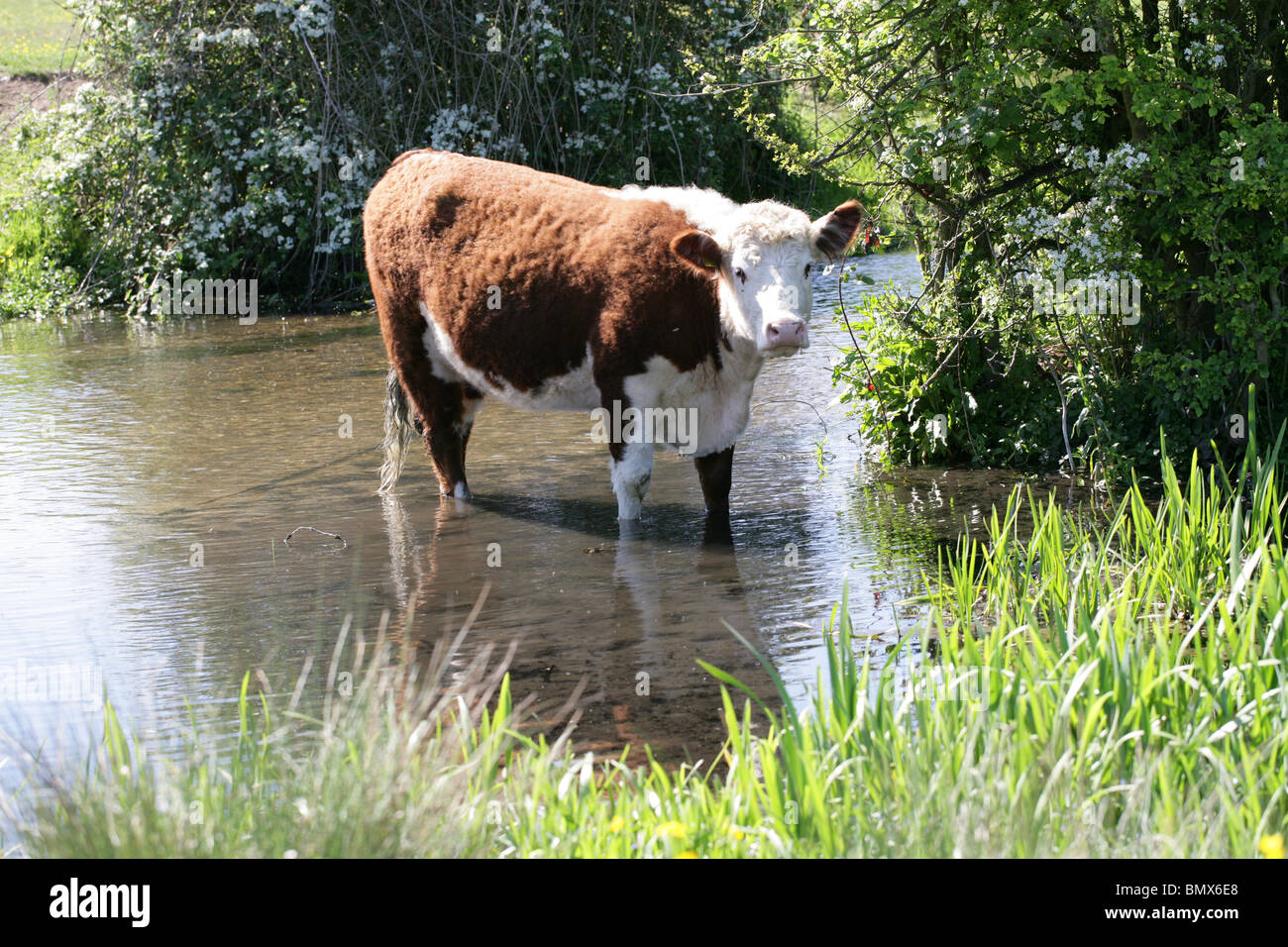 Une vache Hereford de vous rafraîchir dans la rivière ver un jour chaud, Hertfordshire, Royaume-Uni Banque D'Images