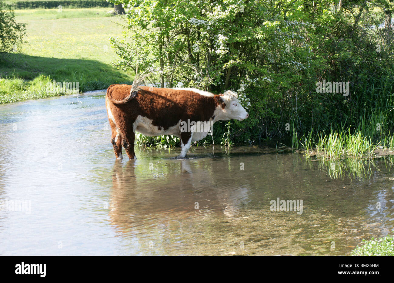 Une vache Hereford de vous rafraîchir dans la rivière ver un jour chaud, Hertfordshire, Royaume-Uni Banque D'Images