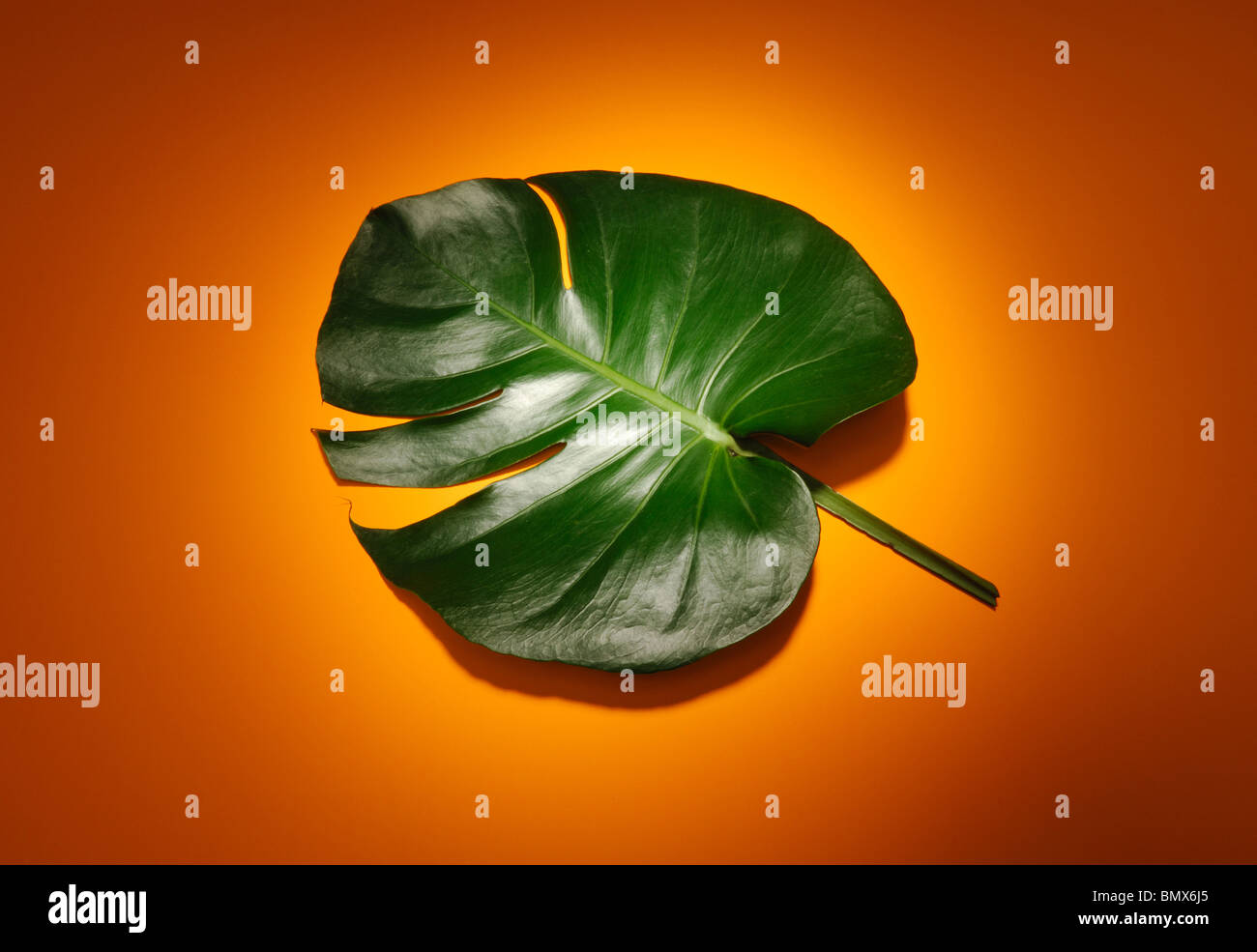Plante verte tropicale, des tiges et des feuilles sur fond orange Banque D'Images