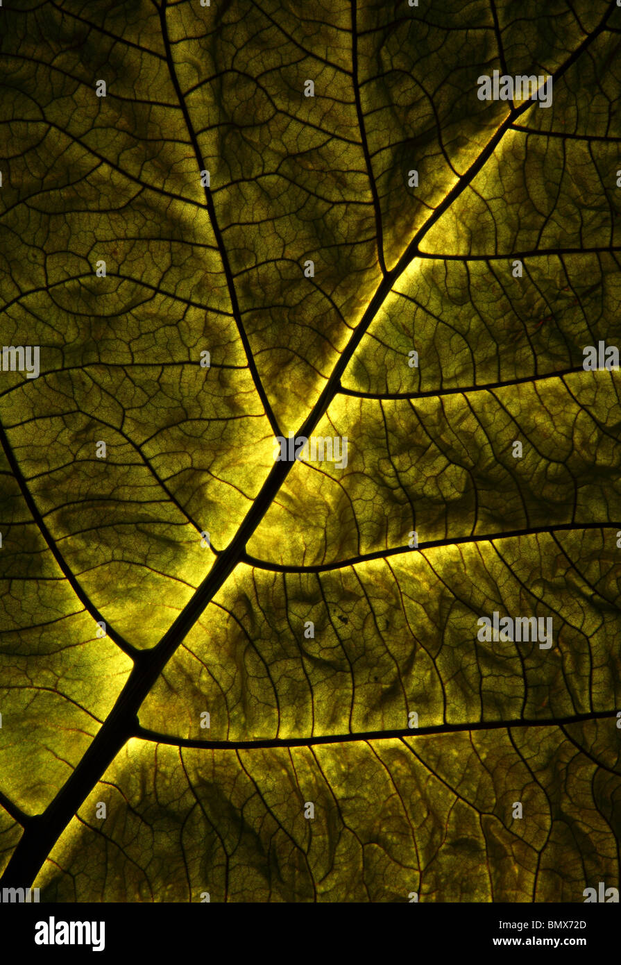 Close-up of a green plant leaf Banque D'Images
