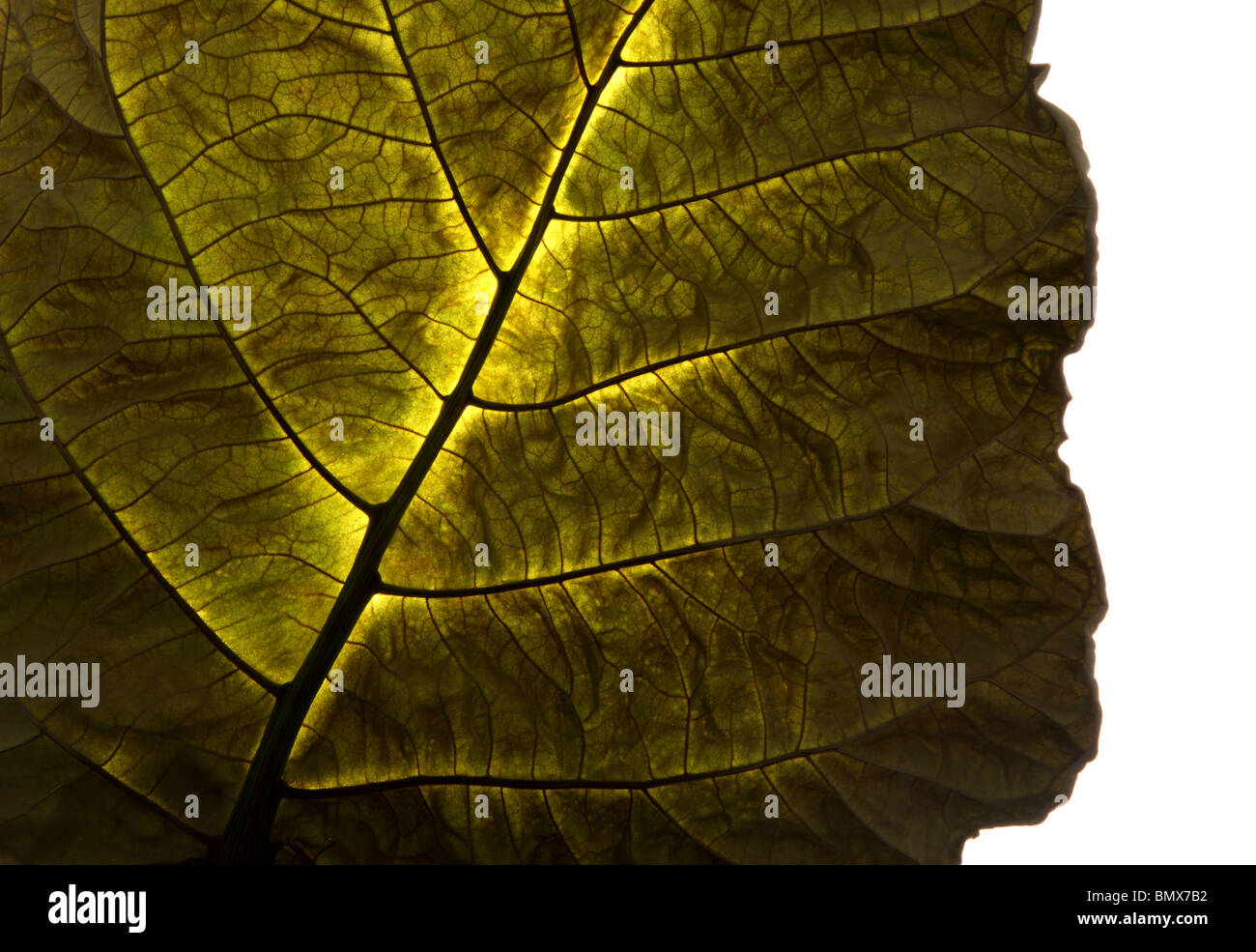 Une seule plante verte feuille, fond blanc Banque D'Images