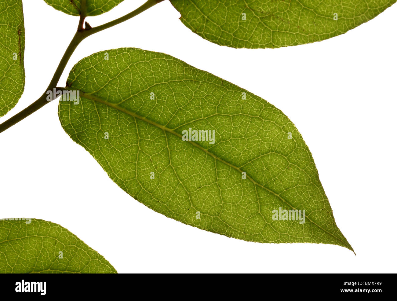 Les feuilles des plantes vertes sur une branche, fond blanc Banque D'Images