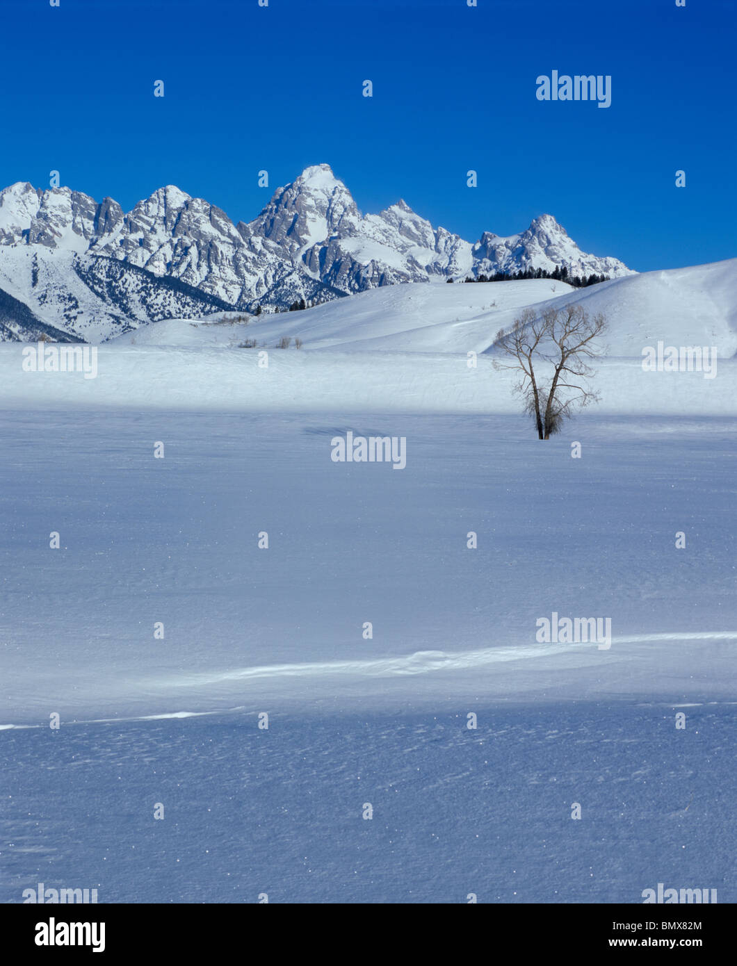 Parc National de Grand Teton, Wyoming : Un seul arbre cottonwood sur la plaine de la rivière Gros Ventre avec les Tetons Banque D'Images
