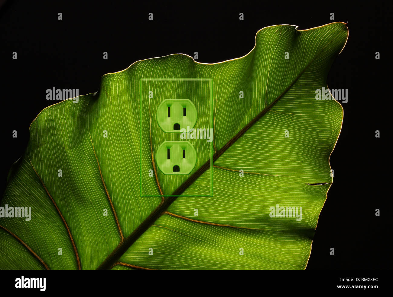 Une plante verte feuille avec une prise d'alimentation électrique Banque D'Images