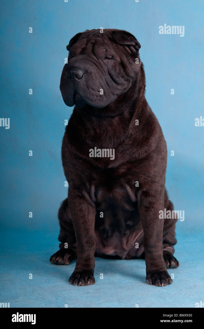 Show-Quality Shar-Pei Champion noir Banque D'Images