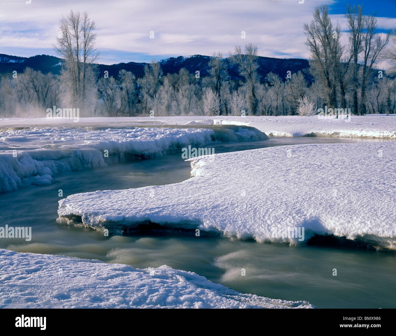 Parc National de Grand Teton, Wyoming Hiver peupliers se dressent au-dessus de la glace incrustée de rives de propagation Creek Banque D'Images