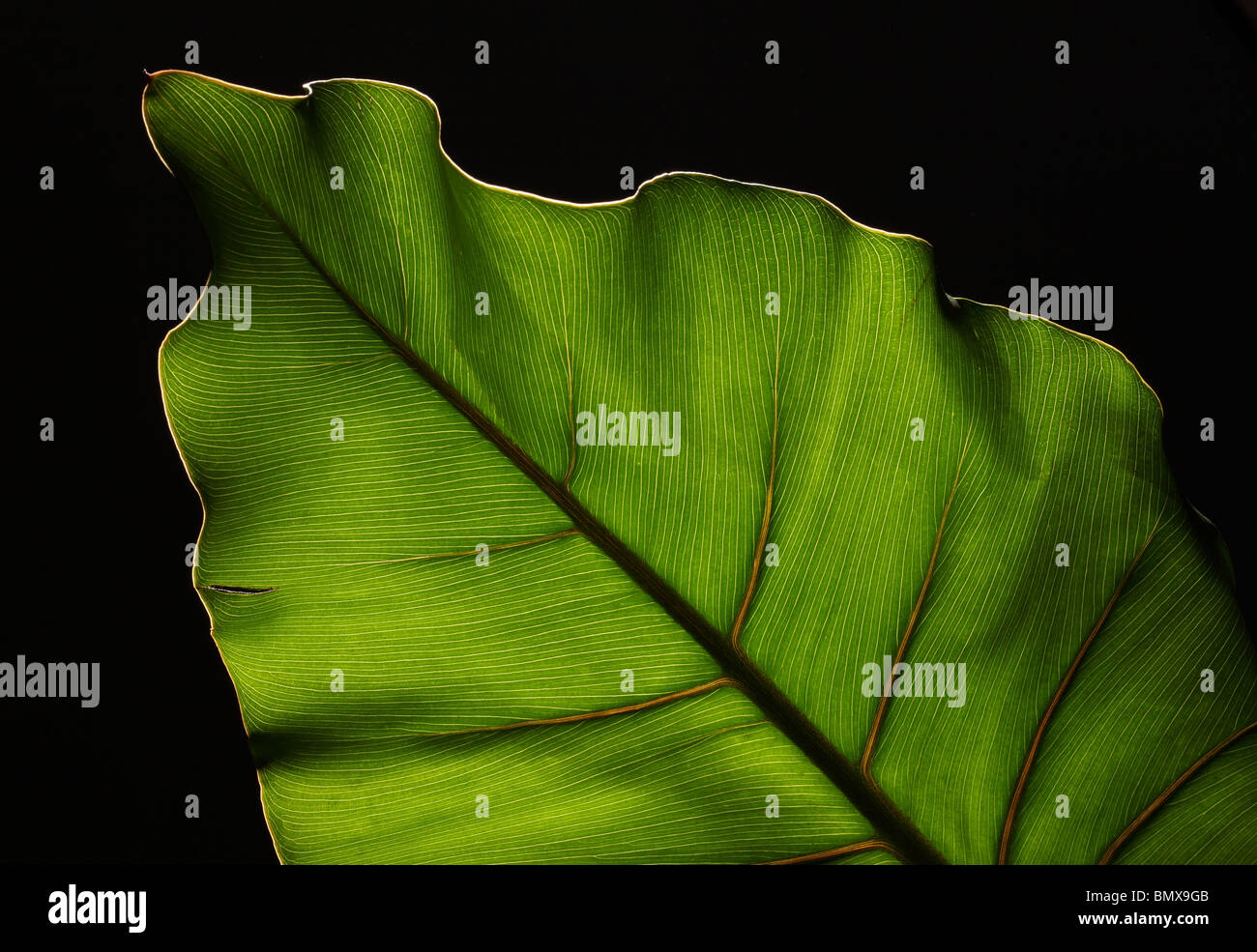 Des feuilles des plantes vertes avec une structure forte sur un fond noir Banque D'Images