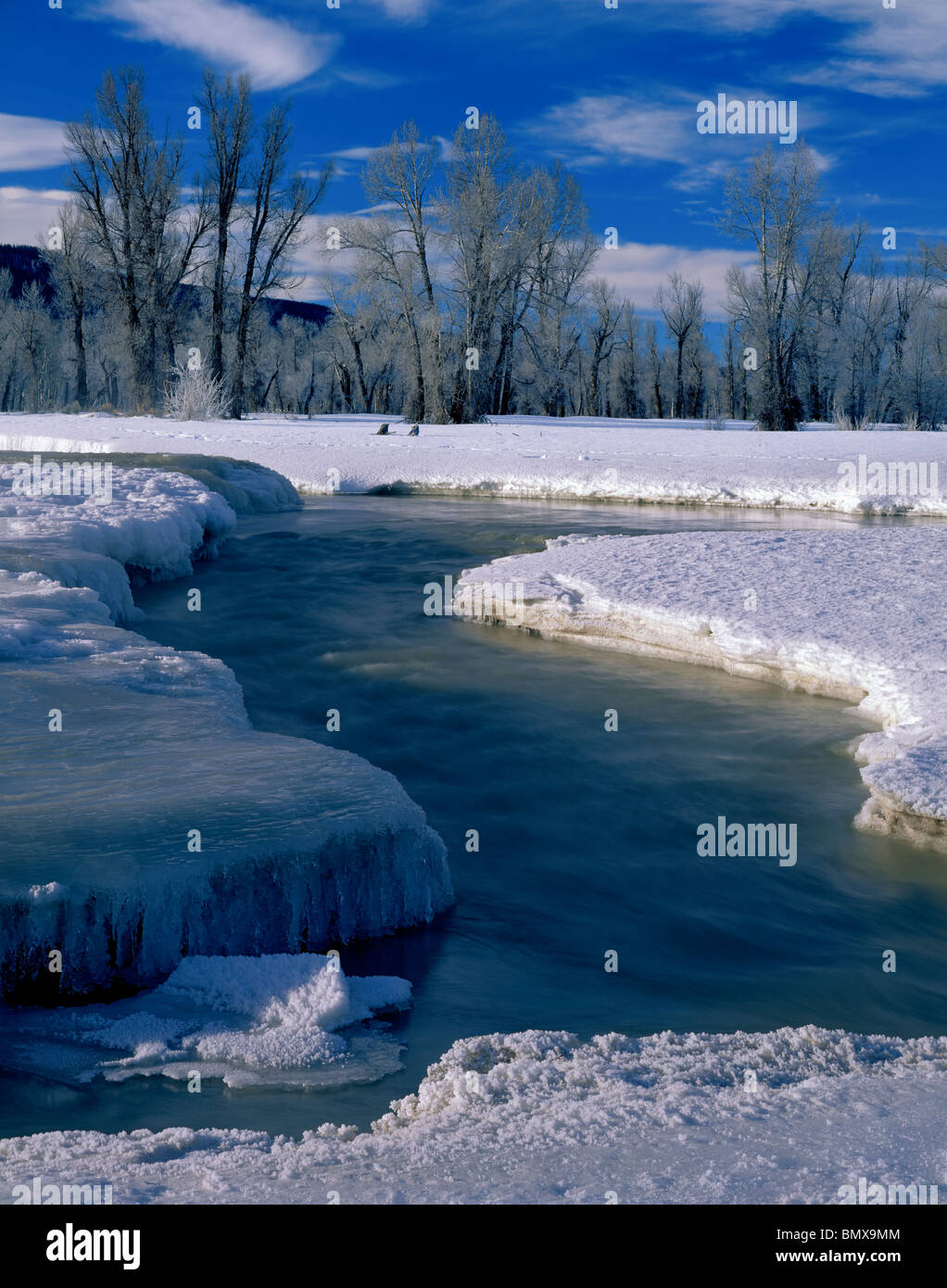 Parc National de Grand Teton, Wyoming Hiver peupliers se dressent au-dessus de la glace incrustée de rives de propagation Creek Banque D'Images