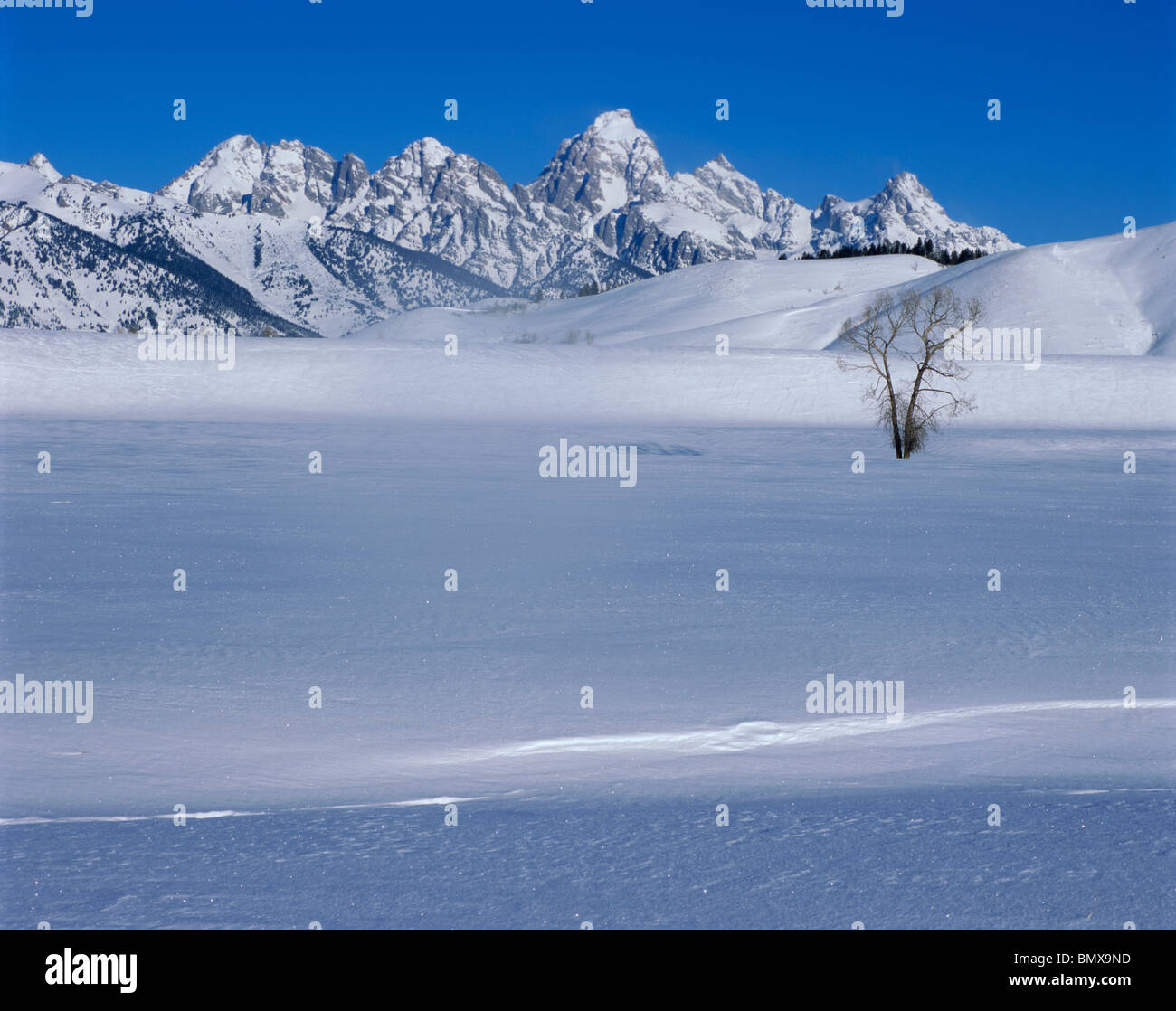 Parc National de Grand Teton, Wyoming : Un seul arbre cottonwood sur la plaine de la rivière Gros Ventre avec les Tetons Banque D'Images