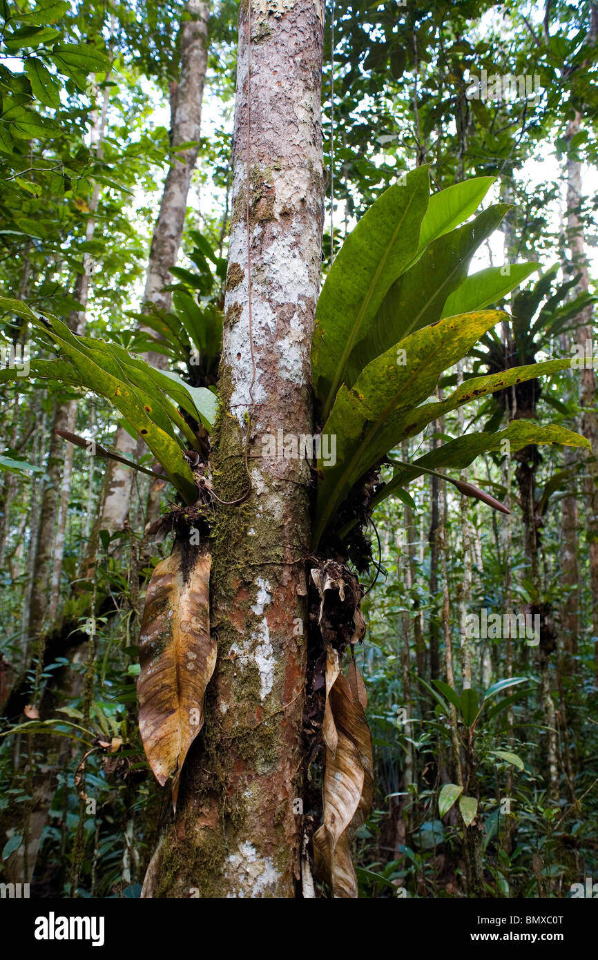 Photographie d'un tronc d'arbre entouré d'autres arbres dans la jungle, Parc national Canaima Venezuela Banque D'Images